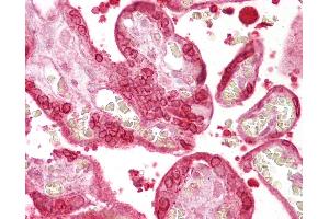 Anti-Annexin A1 antibody IHC of human placenta. (Annexin a1 antibody  (AA 41-90))