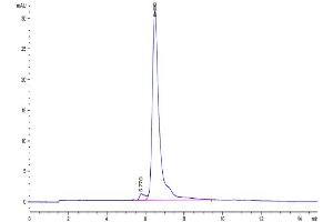 Size-exclusion chromatography-High Pressure Liquid Chromatography (SEC-HPLC) image for CD248 Molecule, Endosialin (CD248) (AA 18-687) protein (His tag) (ABIN7275686)