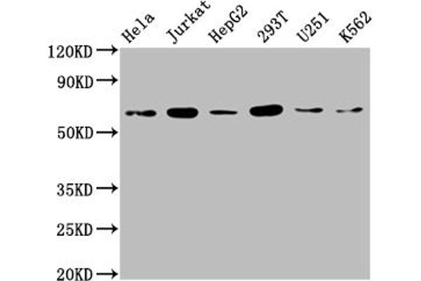 NUPL1 antibody  (AA 211-480)