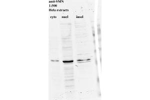 Western blot for SMN on HeLa cell extracts (SMN1 antibody)