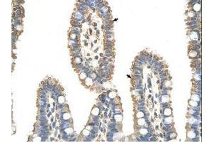 Image no. 1 for anti-Anaphase Promoting Complex Subunit 7 (ANAPC7) (C-Term) antibody (ABIN6736333) (ANAPC7 antibody  (C-Term))