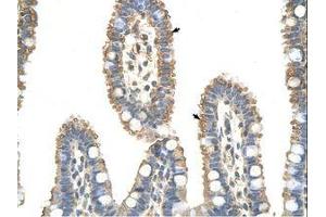 Image no. 1 for anti-Anaphase Promoting Complex Subunit 7 (ANAPC7) (C-Term) antibody (ABIN6736333)