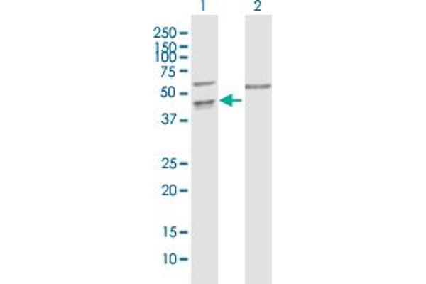 PPIL5 antibody  (AA 1-414)