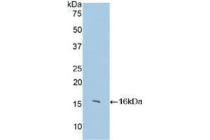 Western blot analysis of recombinant Human IgG4. (Rabbit anti-Human IgG4 (AA 222-327) Antibody)