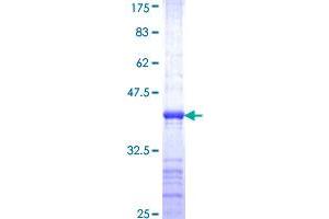 ASCL1 Protein (AA 137-236) (GST tag)