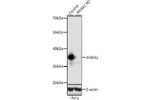 Western blot analysis of extracts from normal (control) and ANXA1 knockout (KO) HeLa cells using ANXA1 Polyclonal Antibody at dilution of 1:1000. (Annexin a1 antibody)