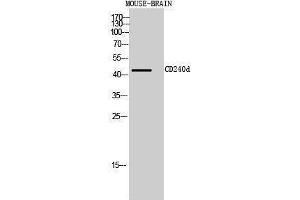 Western Blotting (WB) image for anti-Rh Blood Group, D Antigen (RHD) (Internal Region) antibody (ABIN3181464)