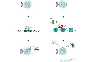 Image no. 2 for Guinea Pig anti-Rabbit IgG (Heavy & Light Chain) antibody - Preadsorbed (ABIN101961)