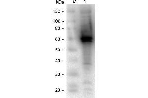 Western Blotting (WB) image for DYKDDDDK Positive Control Lysate (ABIN1607004)