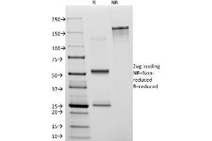 SDS-PAGE (SDS) image for anti-Platelet/endothelial Cell Adhesion Molecule (PECAM1) antibody (ABIN6940282)