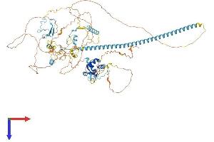 CHAF1A Protein (AA 1-911) (His tag)