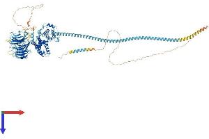 AlphaFold protein structure predicition of Mouse Recombinant Tbc1d31 Protein, UniprotID Q6NXY1