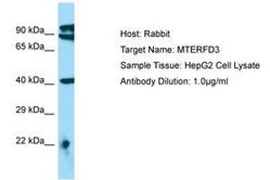 Image no. 1 for anti-MTERF Domain Containing 3 (MTERFD3) (AA 110-159) antibody (ABIN6750118) (MTERFD3 antibody  (AA 110-159))