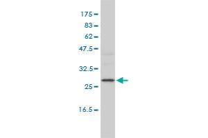 ALKBH3 antibody  (AA 1-139)