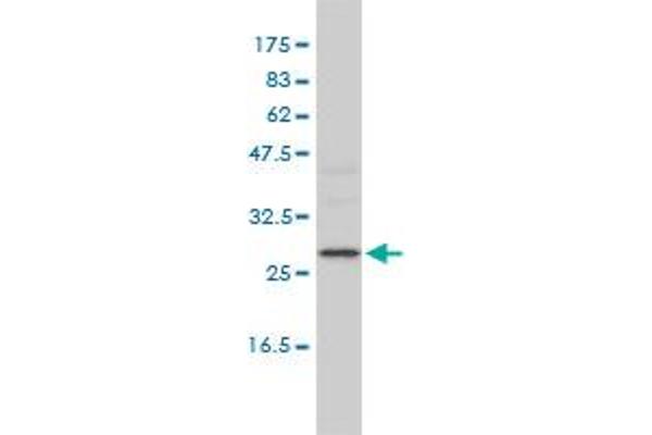 ALKBH3 antibody  (AA 1-139)