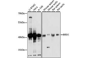Western blot analysis of extracts of various cell lines, using BRIX1 antibody (ABIN7265951) at 1:1000 dilution. (BRIX1 antibody  (AA 1-353))
