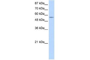 DDX47 antibody used at 1. (DDX47 antibody)