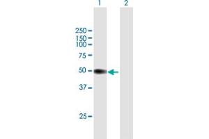 Western Blot analysis of PI16 expression in transfected 293T cell line by PI16 MaxPab polyclonal antibody. (PI16 antibody  (AA 1-408))