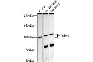 Western blot analysis of extracts of various cell lines, using Prdm9 antibody (ABIN7269500) at 1:1000 dilution. (PRDM9 antibody)