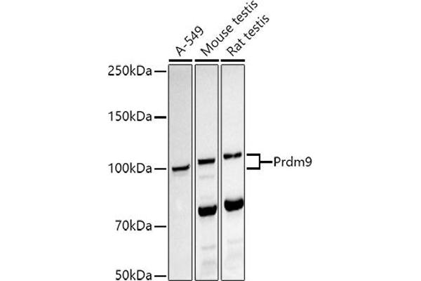 PRDM9 Antikörper