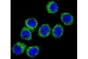 Immunofluorescence (IF) image for anti-Fatty Acid Synthase (FASN) (AA 942-973) antibody (ABIN3030916)