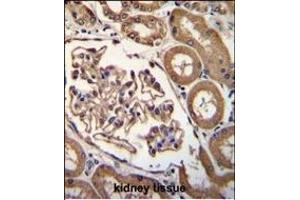 ENPEP Antibody (C-term) (ABIN656026 and ABIN2845400) immunohistochemistry analysis in formalin fixed and paraffin embedded human kidney tissue followed by peroxidase conjugation of the secondary antibody and DAB staining. (ENPEP antibody  (C-Term))