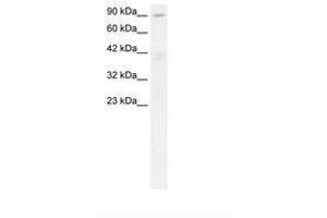 C20orf194 antibody  (C-Term)