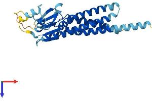 AlphaFold protein structure predicition of Human Recombinant CLDND1 Protein, UniprotID Q9NY35