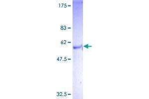 GPBAR1 Protein (AA 1-330) (GST tag)