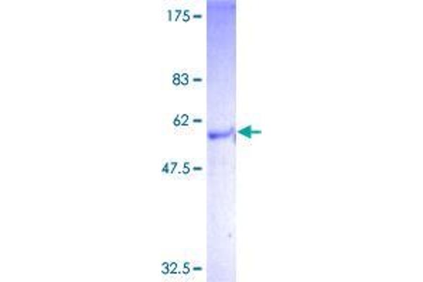 GPBAR1 Protein (AA 1-330) (GST tag)
