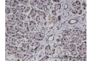 Image no. 1 for anti-Polyamine Modulated Factor 1 Binding Protein 1 (PMFBP1) (AA 99-198) antibody (ABIN599596) (PMFBP1 antibody  (AA 99-198))