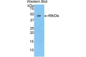 Detection of Recombinant AFP,Pig using Polyclonal Antibody to Alpha-Fetoprotein (AFP) (alpha Fetoprotein antibody  (AA 46-210))