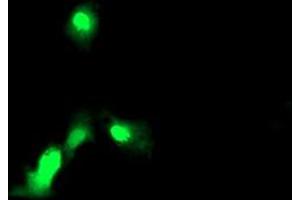 Anti-EXOSC7 mouse monoclonal antibody (ABIN2455505) immunofluorescent staining of COS7 cells transiently transfected by pCMV6-ENTRY EXOSC7 (RC201419). (EXOSC7 antibody)