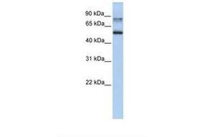 Image no. 1 for anti-Epsin 1 (EPN1) (AA 432-481) antibody (ABIN6739026)