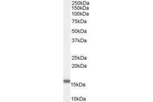 Western Blotting (WB) image for Fatty Acid Binding Protein 2, Intestinal (FABP2) peptide (ABIN368987)