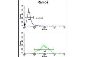 ETFDH Antibody (N-term) (ABIN390863 and ABIN2841082) flow cytometry analysis of Ramos cells (bottom histogram) compared to a negative control cell (top histogram). (ETFDH antibody  (N-Term))