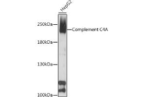 Western blot analysis of extracts of HepG2 cells, using Complement C4A antibody (ABIN7266482) at 1:1000 dilution. (C4A antibody  (AA 1200-1446))