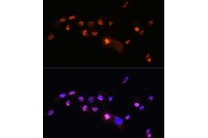 Immunofluorescence analysis of  cells using KLF8 antibody (ABIN7268158) at dilution of 1:100. (KLF8 antibody  (AA 210-280))