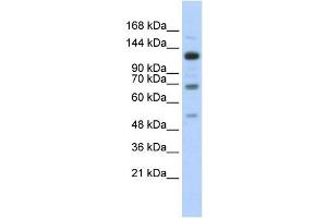 Western Blotting (WB) image for anti-Regulatory Factor X, 1 (Influences HLA Class II Expression) (RFX1) antibody (ABIN2458302)
