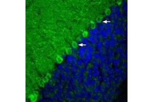 Expression of mGluR1 in rat cerebellum - Immunohistochemical staining of rat cerebellum frozen sections with Anti-mGluR1 (extracellular)-ATTO Fluor-488 Antibody (ABIN7043246) (1:20). (Metabotropic Glutamate Receptor 1 antibody  (Extracellular, N-Term) (Atto 488))