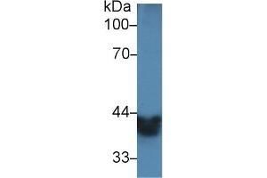 Western Blotting (WB) image for anti-Alcohol Dehydrogenase 1 (Class I) (ADH1) (AA 25-228) antibody (ABIN7432382)