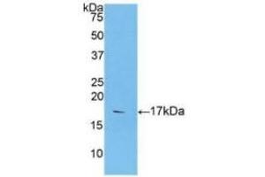 Western Blotting (WB) image for Caspase 9, Apoptosis-Related Cysteine Peptidase (CASP9) ELISA Kit (ABIN6574179)