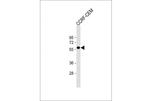 SLC22A6 antibody  (C-Term)