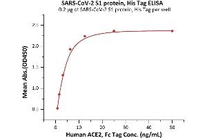Immobilized SARS-CoV-2 S1 protein, His Tag (ABIN6973238) at 2 μg/mL (100 μL/well) can bind Human ACE2, Fc Tag (ABIN6952459,ABIN6952465) with a linear range of 0. (SARS-CoV-2 Spike S1 Protein (B.1.351 - beta) (His tag))