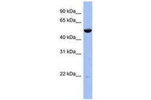 Image no. 1 for anti-Mitogen-Activated Protein Kinase Kinase 7 (MAP2K7) (AA 287-336) antibody (ABIN6743510)