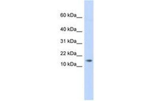 AAMDC antibody  (C-Term)