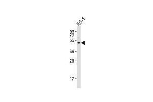 HTR1F antibody  (AA 213-248)