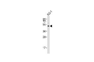 Anti-HTR1F Antibody (Center) at 1:4000 dilution + KG-1 whole cell lysates Lysates/proteins at 20 μg per lane. (HTR1F antibody  (AA 213-248))