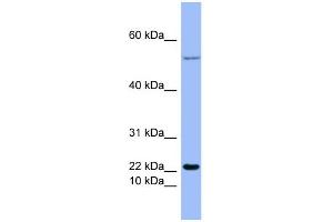 WB Suggested Anti-GCG Antibody Titration:  0.