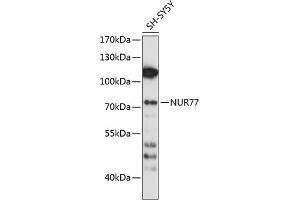 Western blot analysis of extracts of SH-SY5Y cells, using NUR77 antibody (ABIN6132394, ABIN6144824, ABIN6144827 and ABIN6214004) at 1:1000 dilution. (NR4A1 antibody  (AA 1-170))